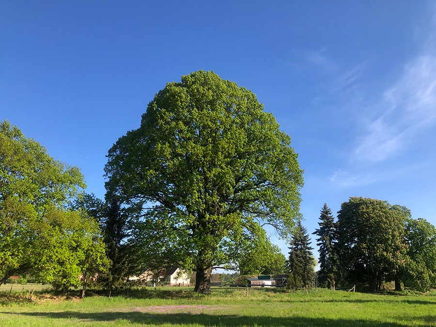 Deutsche Eiche bei Groß Schönebeck / Schorfheide